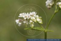 Fagopyrum esculentum, Buchweizen, Buckwheat  