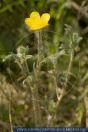 Ranunculus bulbosa,
Knollenhahnenfu§,
Crowfoot



