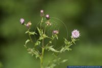 Cirsium arvense, Acker-Kratzdistel, Creeping Thistle  