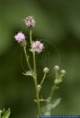 Cirsium arvense, Acker-Kratzdistel, Creeping Thistle  