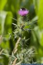 Cirsium vulgare, Gemeine Kratzdistel, Common Thistle  