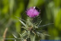 Cirsium vulgare, Gemeine Kratzdistel, Common Thistle  