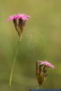 Dianthus carthusianorum, Karthaeuser-Nelke, Clusterhead, clusterhead pink, Carthusian pink 