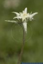 Leontopodium souliei, Chinesisches Edelweiss, Leontopodium souliei  