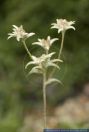 Leontopodium souliei, Chinesisches Edelweiss, Leontopodium souliei  