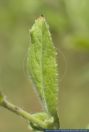 Epilobium hirsutum, Rauhhaariges Weidenroeschen, Great Willow Herb  