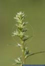 Salsola kali ssp. targus, Kali-Salzkraut, Soft roly poly, Prickly saltwort, Saltwort 