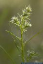 Salsola kali ssp. targus, Kali-Salzkraut, Soft roly poly, Prickly saltwort, Saltwort 