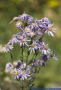 Aster amellus, Kalk-Aster, Berg-Aster, Ialian Aster  