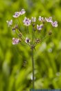 Butomus umbellatus, Schwanenblume, Flowering Rush  