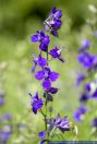 Consolida ajacis, Gartenrittersporn, Annual Delphinium, Doubtful Knight's Spur, Doubtful Knight's-Spur, Larkspur, Rocket Larkspur 