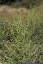 Dittrichia graveolens, Klebriger Alant , Camphor Inula, Cape Khakiweed, Stinkweed, Stinkwort 