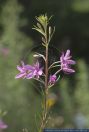 Epilobium dodonaei, Rosmarin-Weidenroeschen, Alpine Willow Herb  