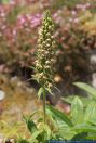 Epipactis helleborine ssp. Helleborine, Breitblaettrige Stendelwurz, Broad-leaved helleborine  