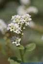 Heliotropium europaeum, Europaeische Sonnenwende, Barooga-Weed, Caterpillar-Weed, European Heliotrope, European Turnsole, Heliotrope, Hemp-Agrimony 