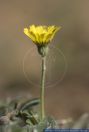 Hieracium pilosella. Mausohr-Habichtskraut Kleines Habichtskraut. Mouseear hawkweed  