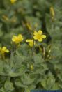 Hypericum elodes, Sumpf-Hartheu,Sumpf-Johanniskraut, Marsh Hypericum  