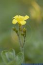 Hypericum elodes, Sumpf-Hartheu,Sumpf-Johanniskraut, Marsh Hypericum  