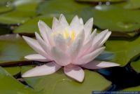 Nymphaea alba,
Wei§e Seerose,
European White Water-Lily, European White Waterlily, White Pond Lily, White Water Lily, White Water-Lily
