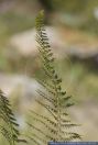 Polystichum setiferum, Schildfarn,Weicher Schildfarn, Alaskan Fern, Soft Shield Fern  