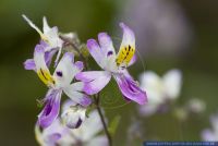 Schizanthus pinnatus