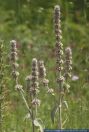 Stachys germanica, Deutscher Ziest, Downy Woundwort, German Hedgenettle, True Woundwort 