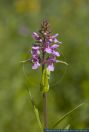 Stachys palustris, Sumpf-Ziest, Sumpfziest, Hedge-Nettle, Marsh Betony, Marsh Hedgenettle, Marsh Woundwort, Woundwort 