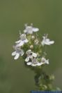 Thymus vulgaris, Echter Thymian,Roemischer Quendel, Kuttelkraut oder Gartenthymian, Common Thyme, English Thyme, French Thyme, Garden Thyme, Thyme 