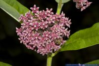 Asclepias syriaca,Gewoehnliche Seidenpflanze,Common Milkweed