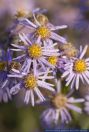 Aster amellus,Kalk-Aster,Berg-Aster,Italian Aster