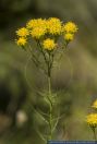 Aster linosyris,Gold-Aster,Goldhaar-Aster,Goldilocks