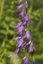 Campanula bononiensis,Filz-Glockenblume,Bologneser Glockenblume,Pale Bellflower