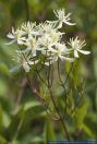 Clematis recta,Aufrechte Waldrebe,Ground clematis