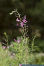 Epilobium dodonaei,Rosmarin-Weidenroeschen,Alpine Willow Herb