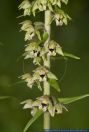 Epipactis helleborine,Breitblaettrige Stendelwurz,Broad-leaved helleborine