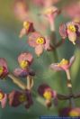 Euphorbia atropurpurea,Dunkelpurpurrote Wolfsmilch,Purple Flowered Spurge
