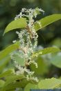 Fallopia x bohemica,Bastard-Staudenknoeterich,Hybrid knotweed