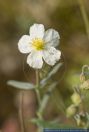 Helianthemum apenninum,Apenninen-Sonnenroeschen,White rock-rose