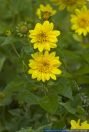 Helianthis decapetalus,Staudensonnenblume,Sunflower