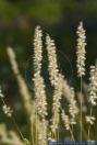 Melica ciliata,Wimper-Perlgra,Hairy melic grass,Silky Spike Melic