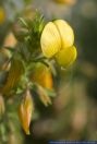 Ononis natrix,Gelbe Hauhechel,Yellow Restharrow