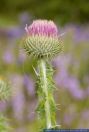 Onopordum acanthium,Eselsdistel,Scotch cottonthistle