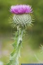 Onopordum acanthium,Eselsdistel,Scotch cottonthistle