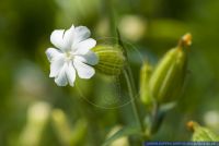 Silene noctiflora,Acker-Lichtnelke,Ackernelke,Echte Lichtnelke,Night-Flowering Catchfly, Nightflowering Silene