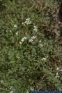 Asperula cynanchica,Huegel-Meier,Huegel-Meister,squincywort