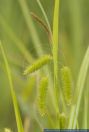 Carex pseudocyperus,Scheinzypergras-Segge,Cypress-like sedge