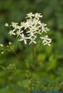 Clematis recta,Aufrechte Waldrebe,Ground clematis