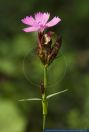 Dianthus carthusianorum,Karthaeuser-Nelke,Clusterhead,clusterhead pink,Carthusian pink