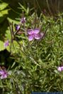 Epilobium dodonaei,Rosmarin-Weidenroeschen,Alpine Willow Herb