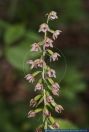 Epipactis helleborine,Breitblaettrige Stendelwurz,Broad-leaved helleborine